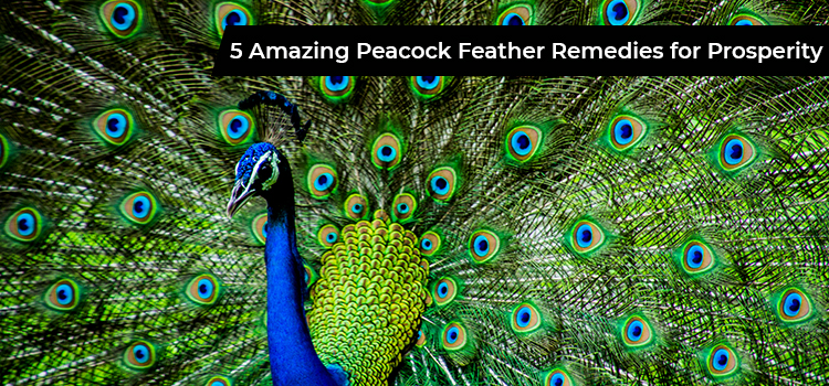 Vastu Expert Tells The Right Way To Keep Peacock Feather At Home